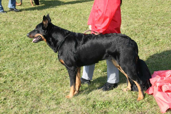 Birmane De Montclea (9)